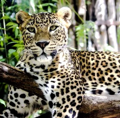leopard