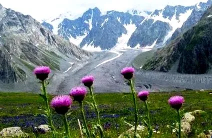 leuzea