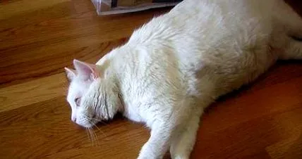 котешка
