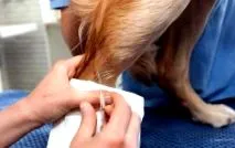 veterinar
