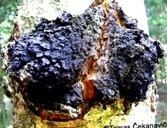 inonotus