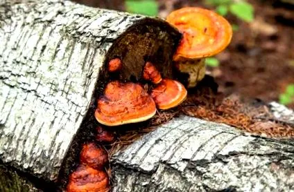 chaga