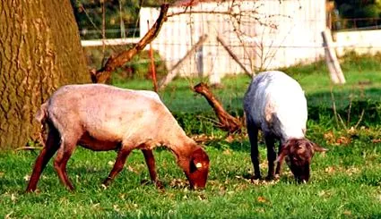 stuttgarti