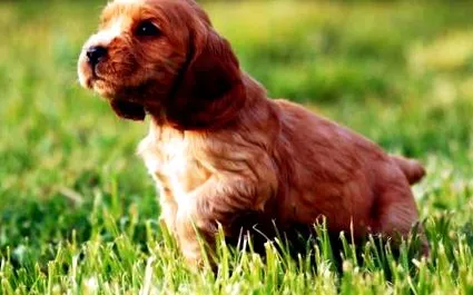 cocker