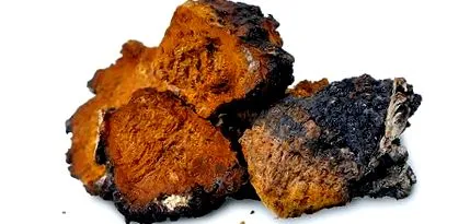 chaga
