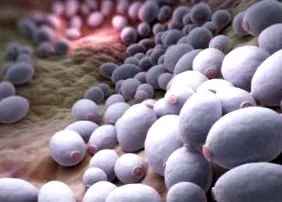 intestinală