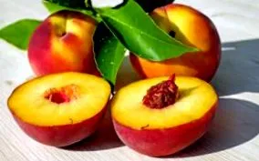 allergia érdekes