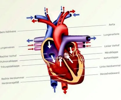 transplantului