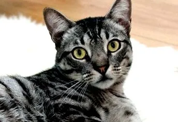 vomi