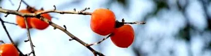 persimmons