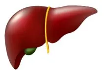 hepatice