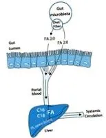 intestinală