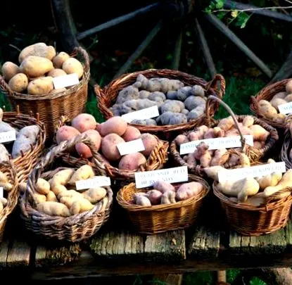 continuare sănătos