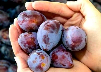 prunele