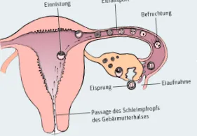 befolyásoló