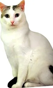 pisicilor
