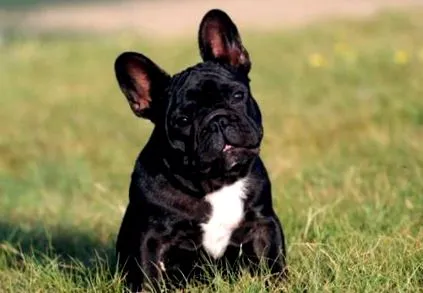 francia bulldog