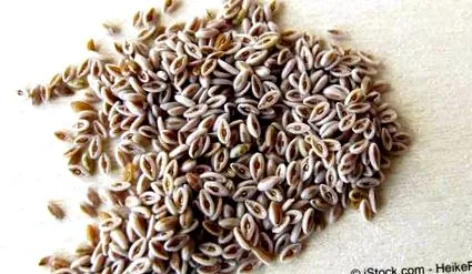 psyllium