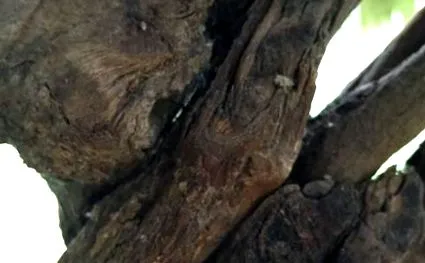amelyekre ayahuascáról