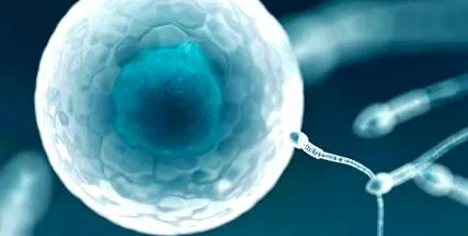 fertilitatea