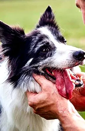 medicul veterinar