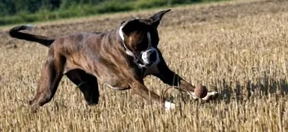 veterinar