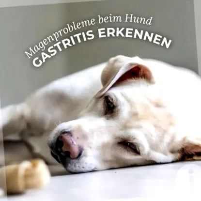 câine