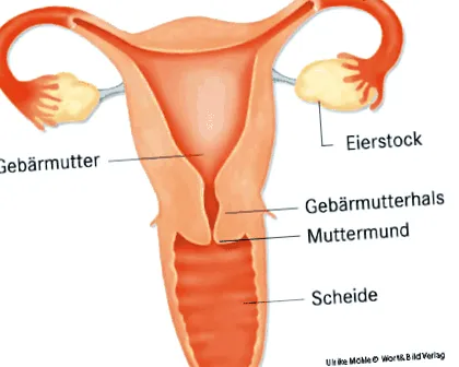 colul uterin