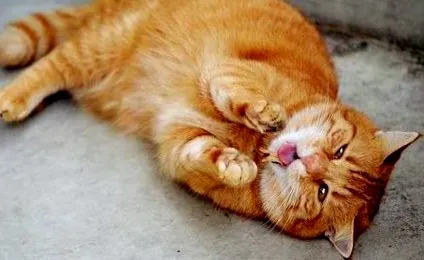 котів