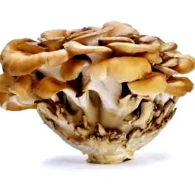 maitake