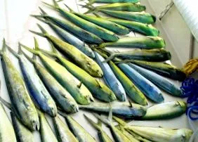 omega-3 zsírsavak