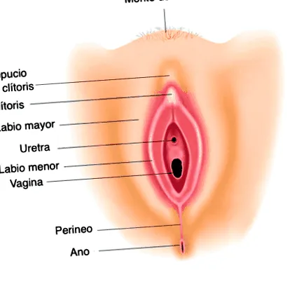 perineális