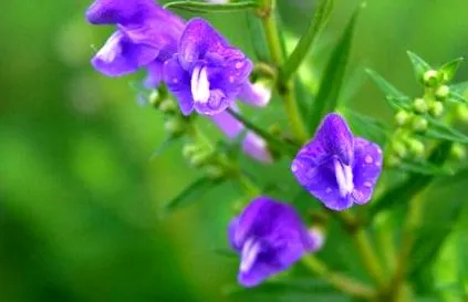 scutellaria