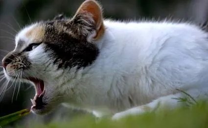 котка