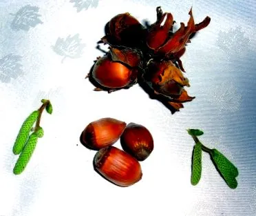 anyagcserével összefüggése
