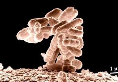 dintr-o