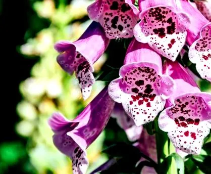 digitalis-glikozidok