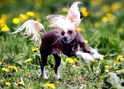 кинеското