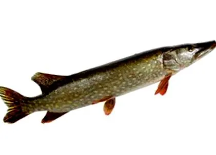 csuka