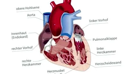 серцебиття серцебиття