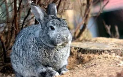 tularemia nyúl