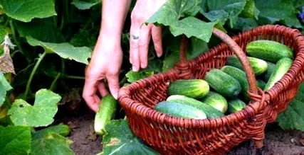 plantarea