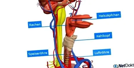 cauzele cauzele