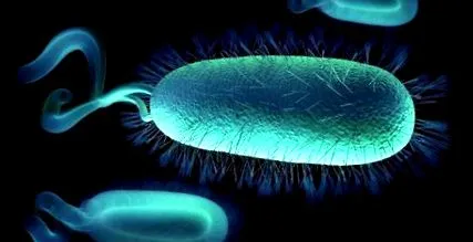 Helicobacter pylori