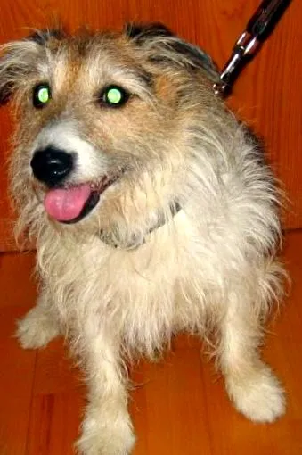 câinilor