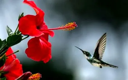 hibiscus