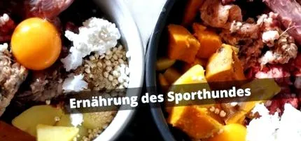 sporthund