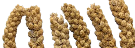 príčiny