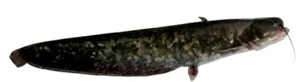halfajok