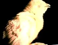 klinika